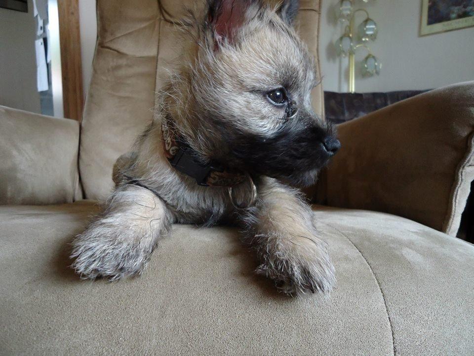 Cairn terrier Bella billede 8