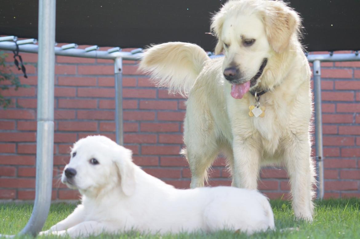 Golden retriever Simba billede 1
