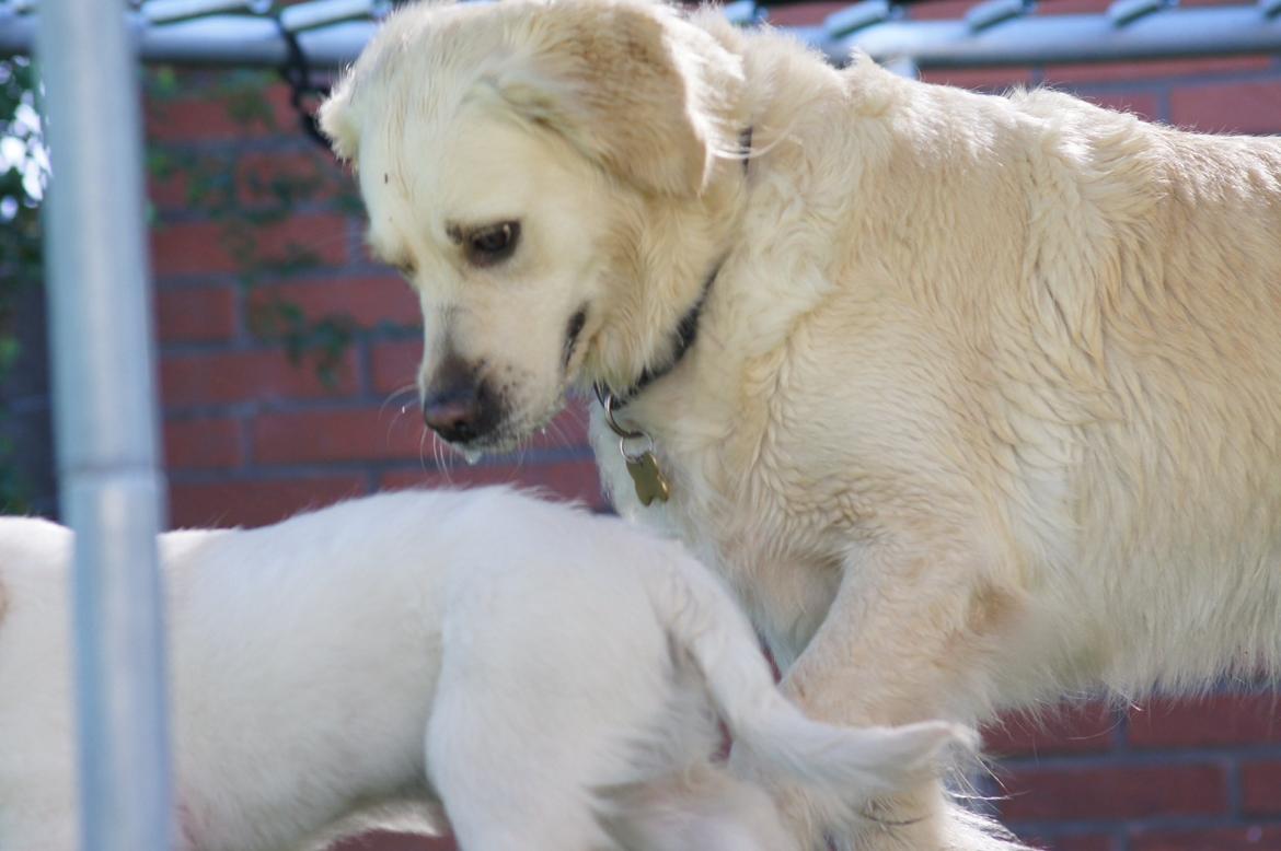 Golden retriever Simba billede 2