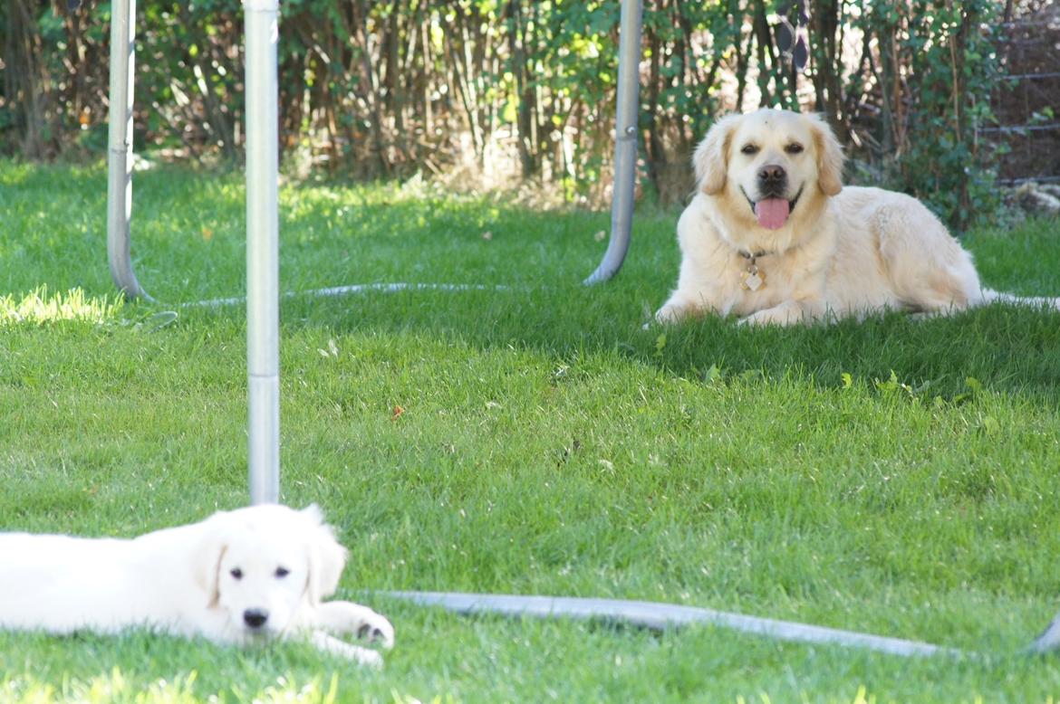 Golden retriever Simba billede 3
