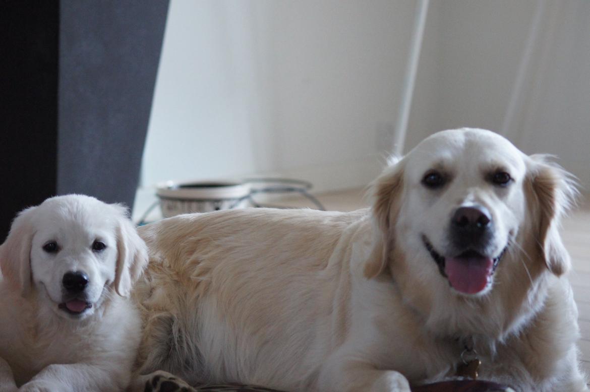 Golden retriever Simba billede 4