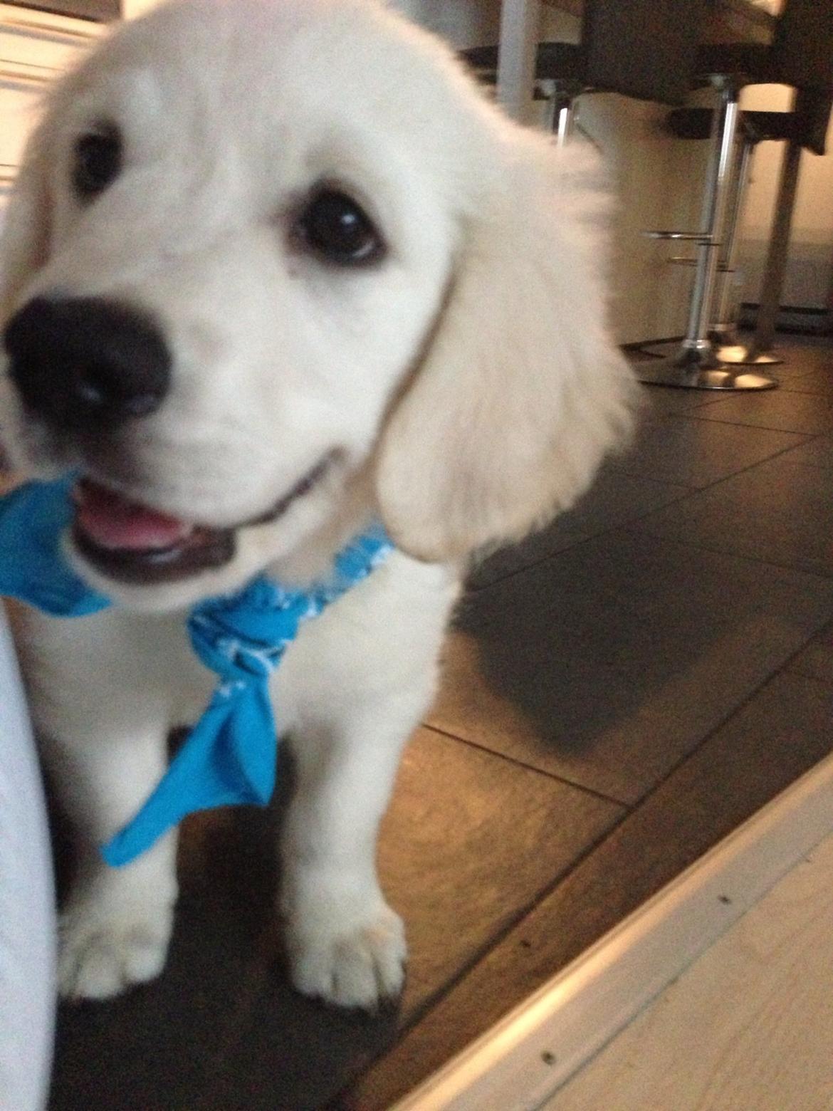 Golden retriever Simba billede 5