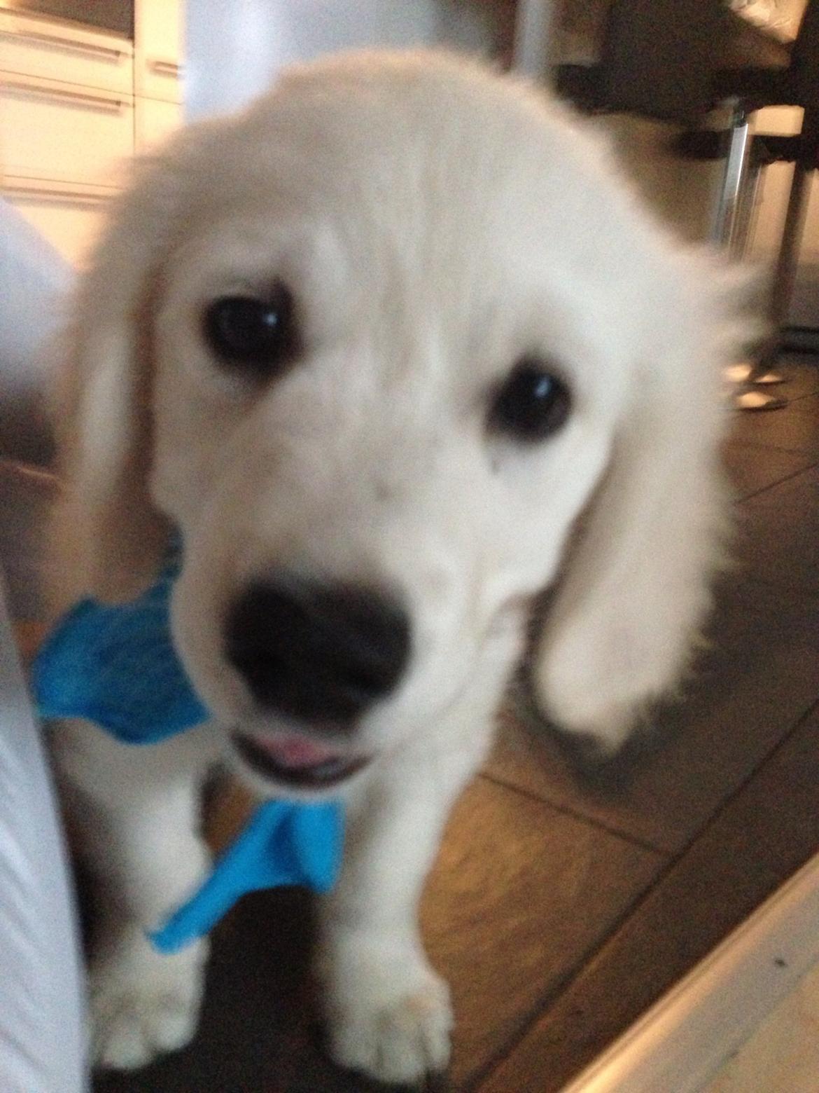 Golden retriever Simba billede 6