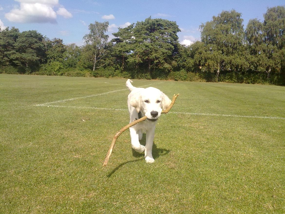 Golden retriever Manse billede 14