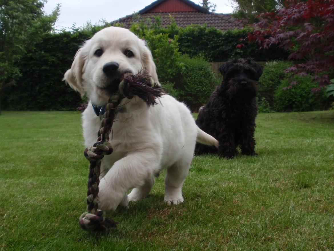 Golden retriever Manse - 9 uger - Sammen med hans bedste veninde Dværg Schnauzeren Molly :-) billede 8