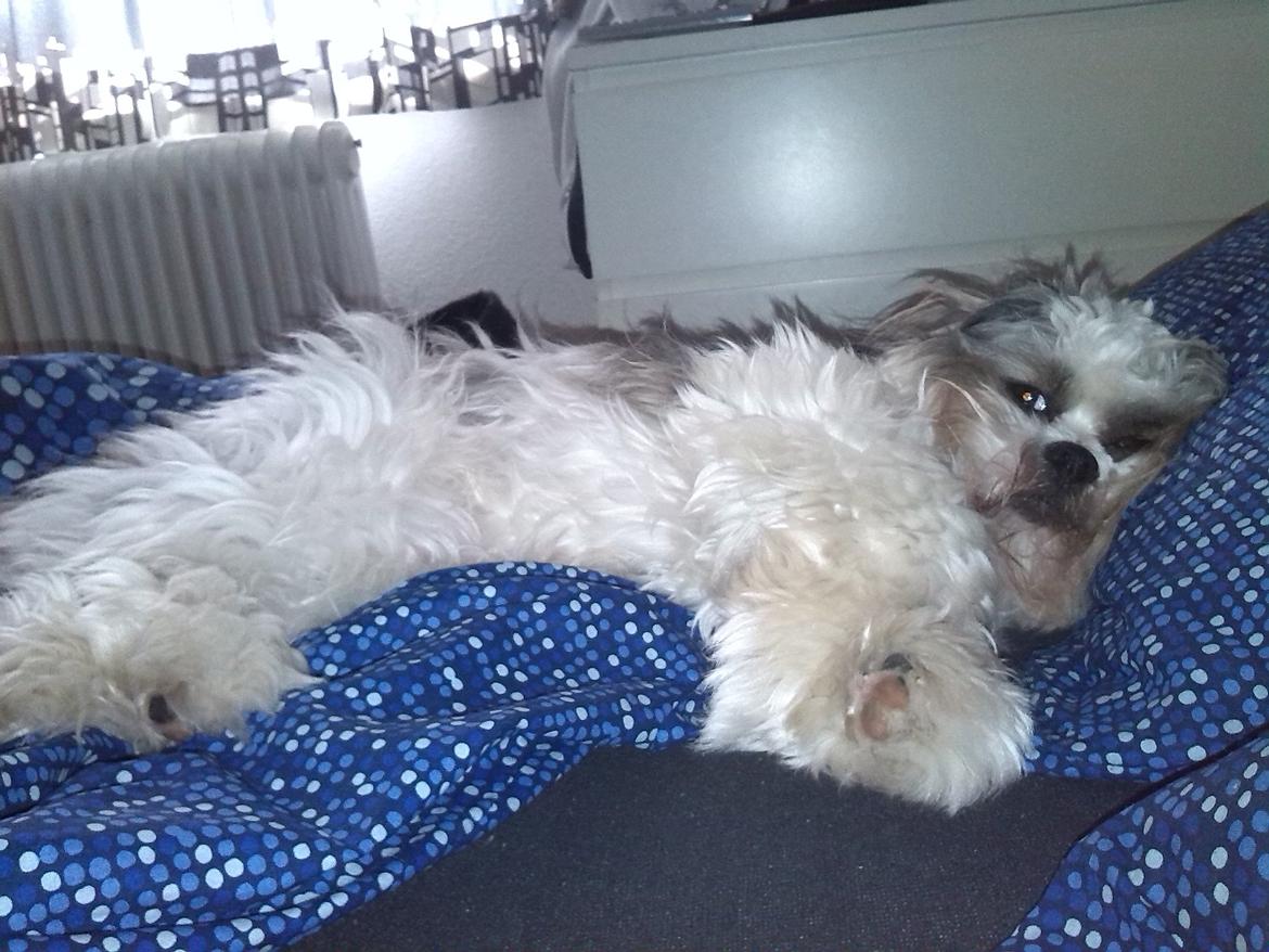 Lhasa apso Tucker - Dejlig dreng og vågne op til ;) billede 33