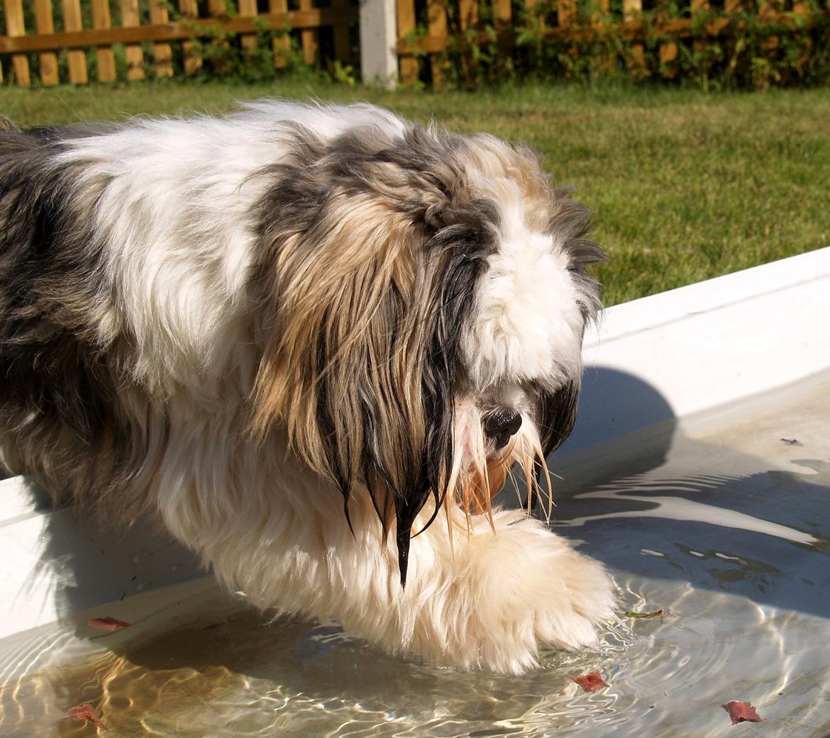 Lhasa apso Tucker billede 39