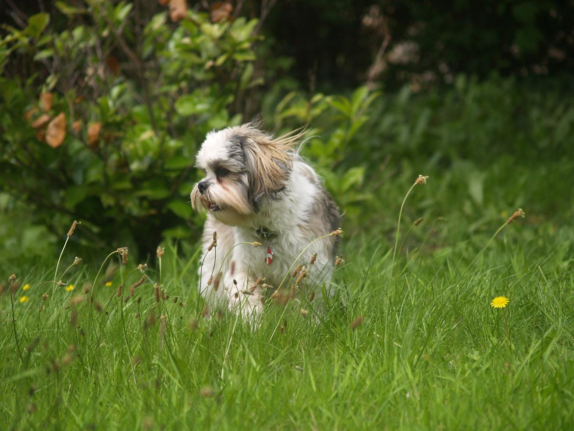 Lhasa apso Tucker billede 25