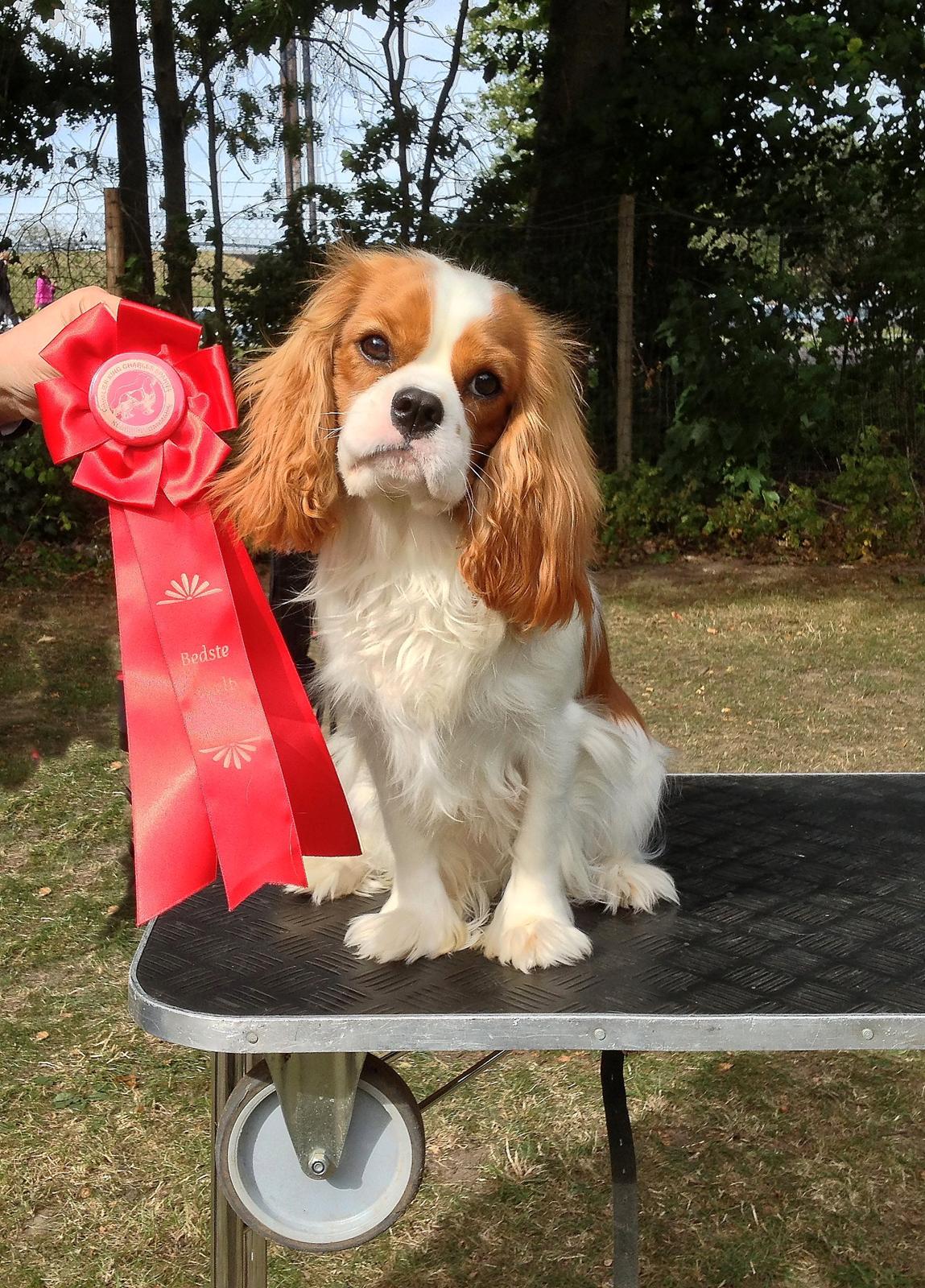 Cavalier king charles spaniel Comet - Comet 8 mdr og BIR hvalp :-) billede 2