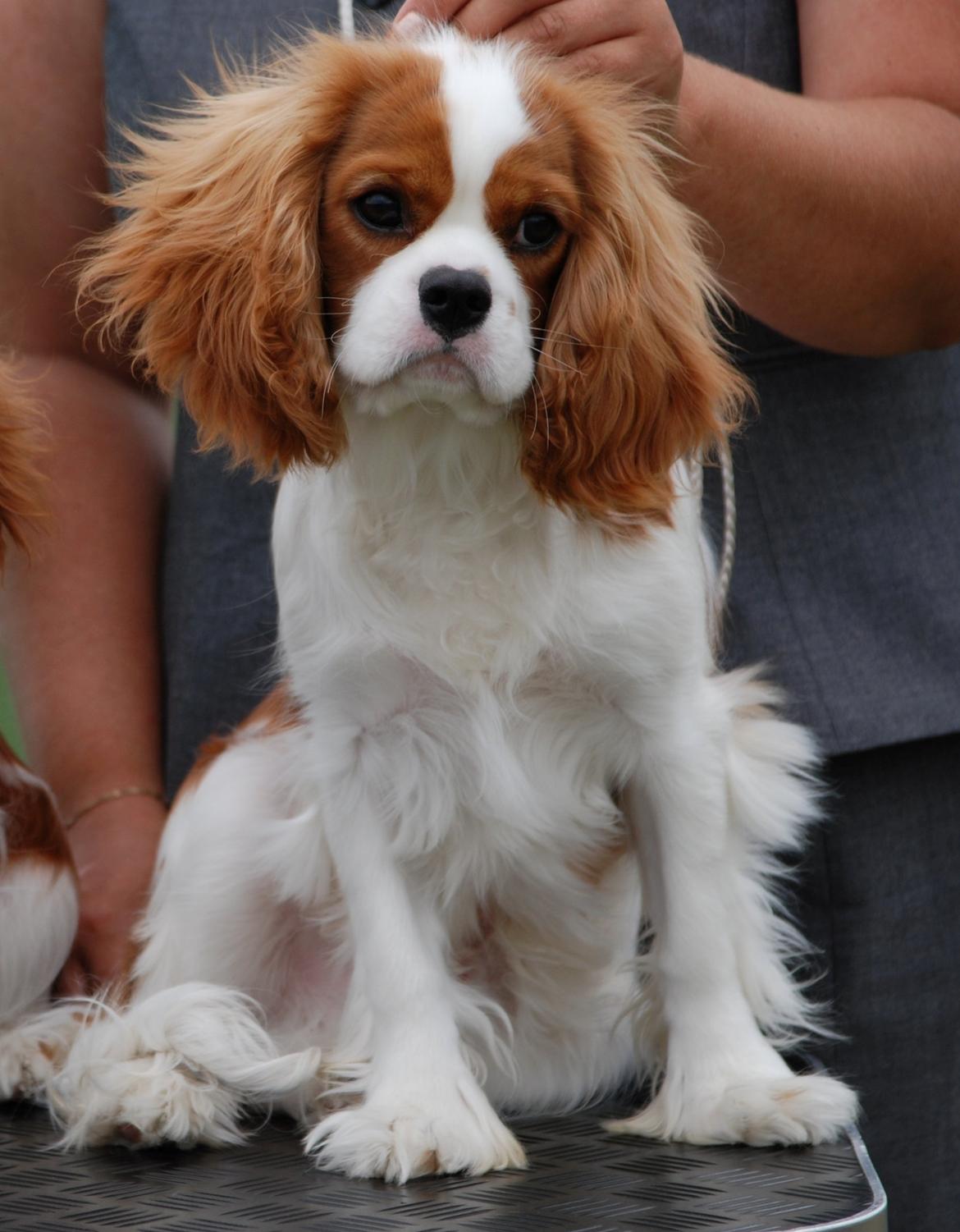 Cavalier king charles spaniel Comet - Comet 7 mdr gammel billede 1