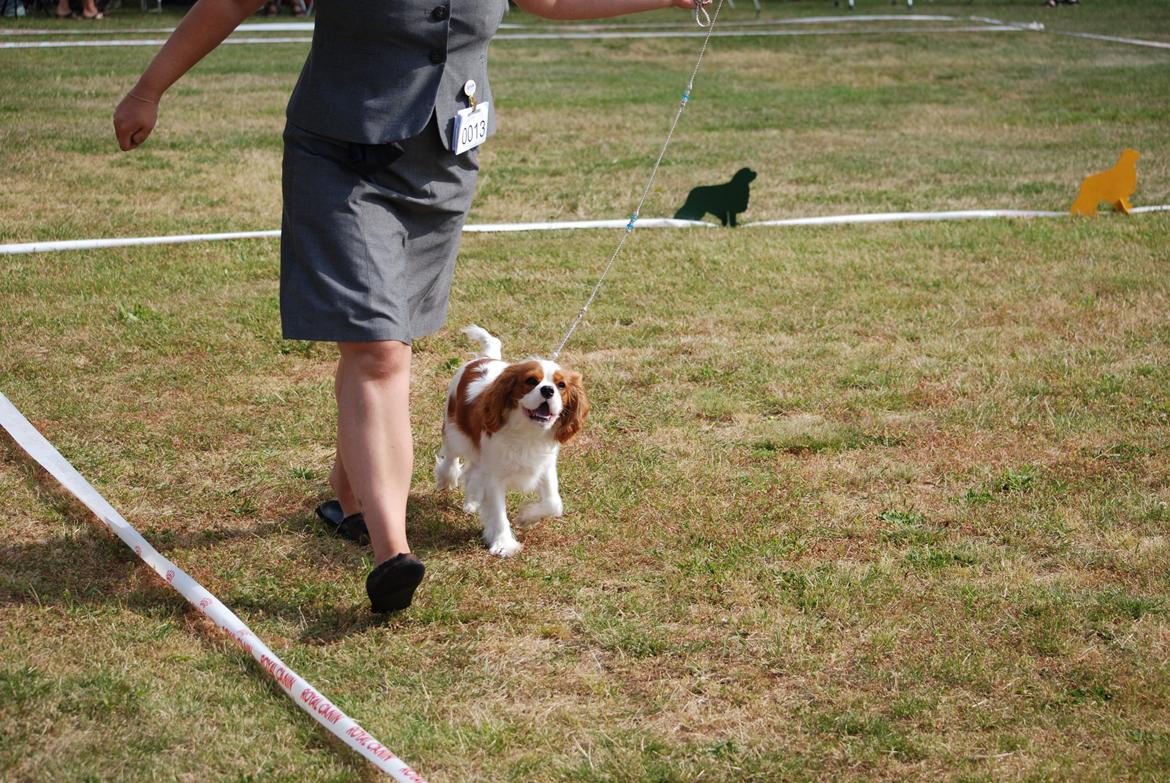 Cavalier king charles spaniel Comet billede 23