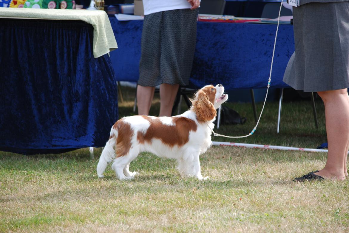 Cavalier king charles spaniel Comet billede 24