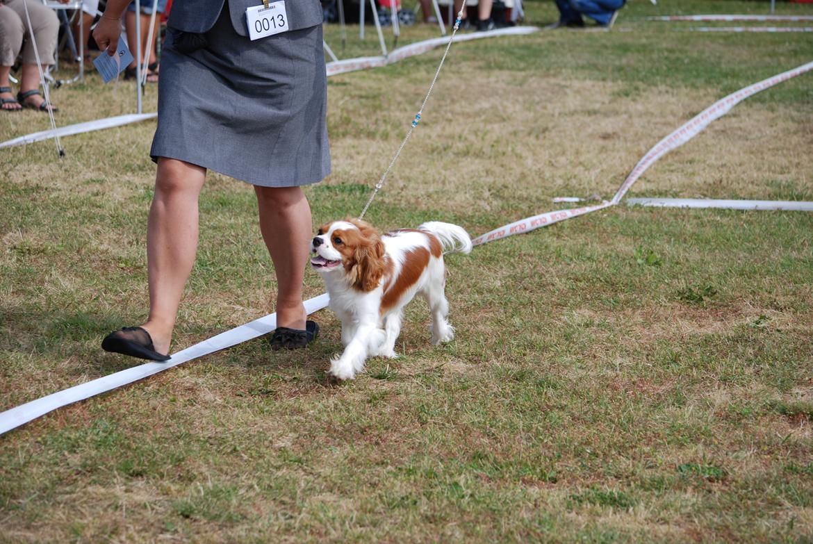 Cavalier king charles spaniel Comet billede 25