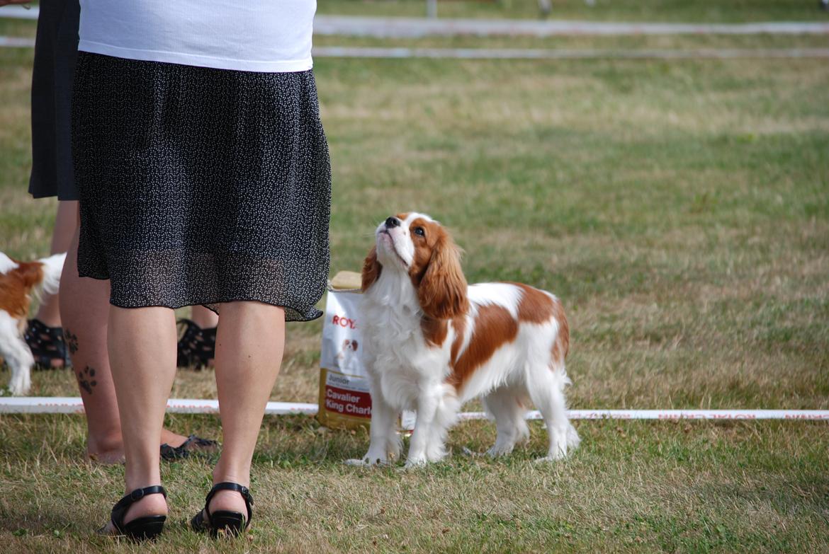 Cavalier king charles spaniel Comet billede 26