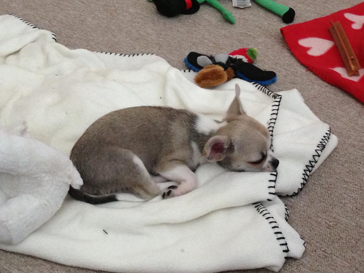 Chihuahua Hector billede 6