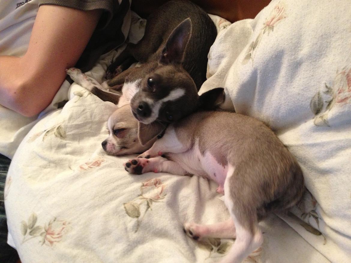 Chihuahua Hector billede 9