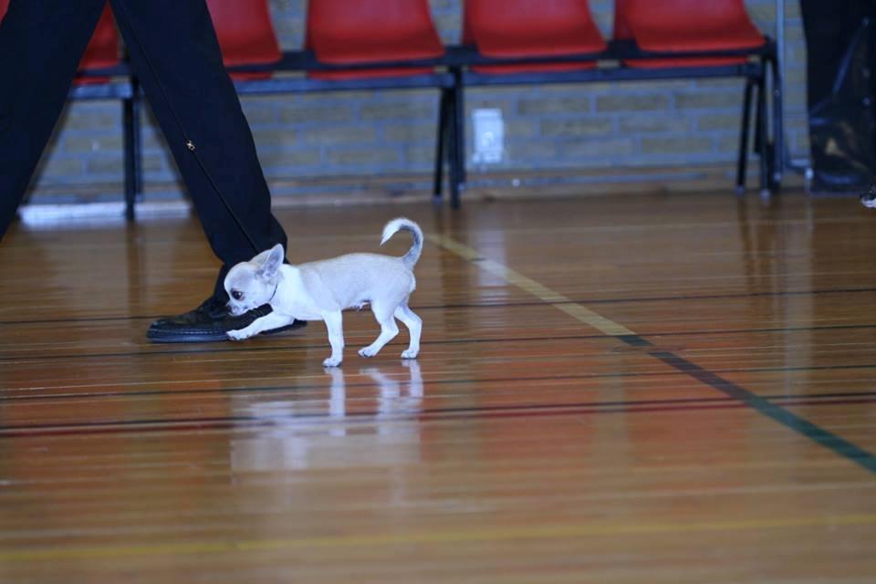 Chihuahua Hector billede 4