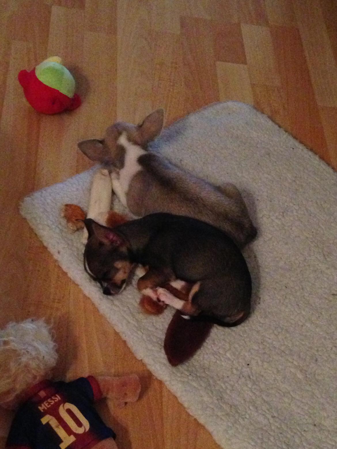 Chihuahua Hector billede 7