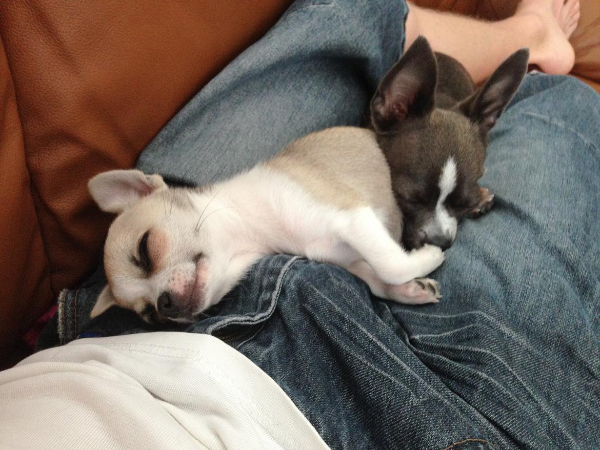 Chihuahua Hector billede 8