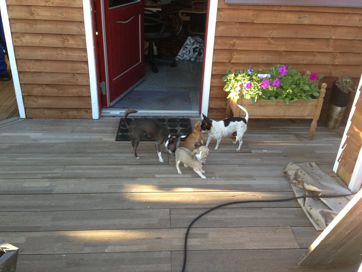 Chihuahua Hector billede 15