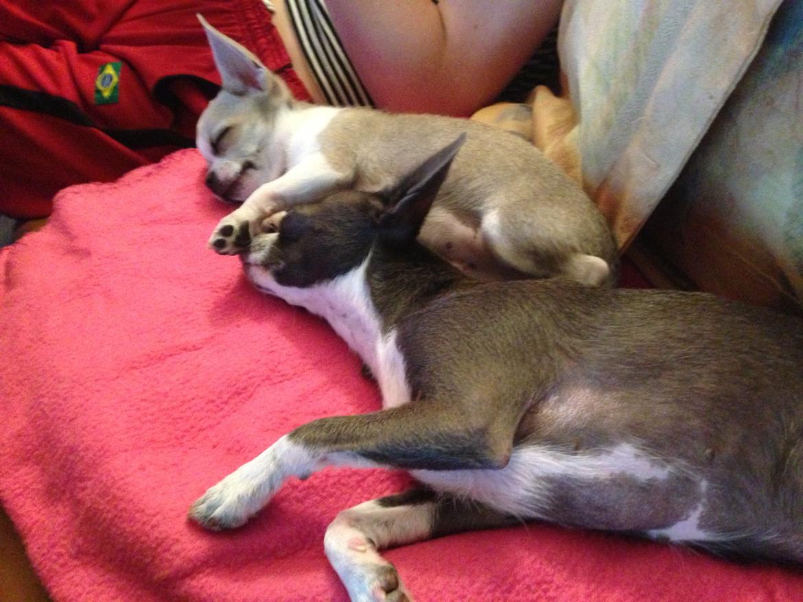 Chihuahua Hector billede 10