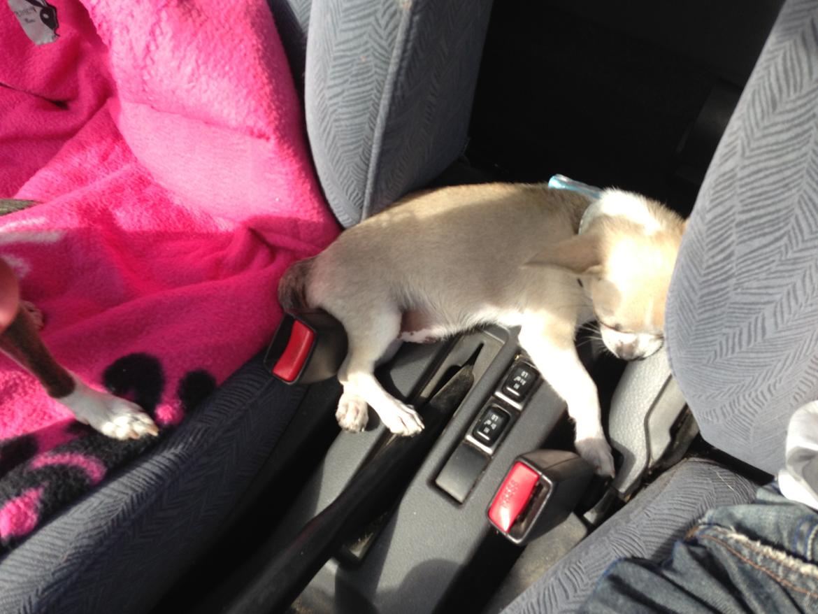 Chihuahua Hector billede 13