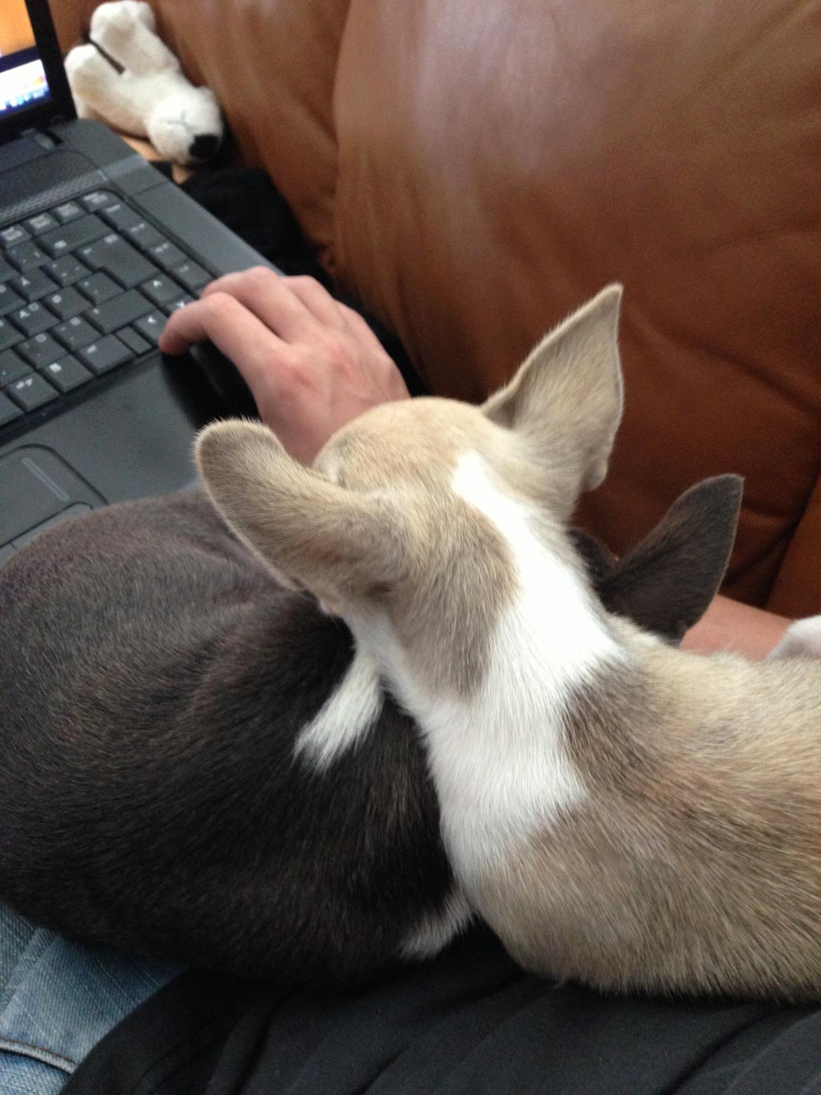 Chihuahua Hector billede 12