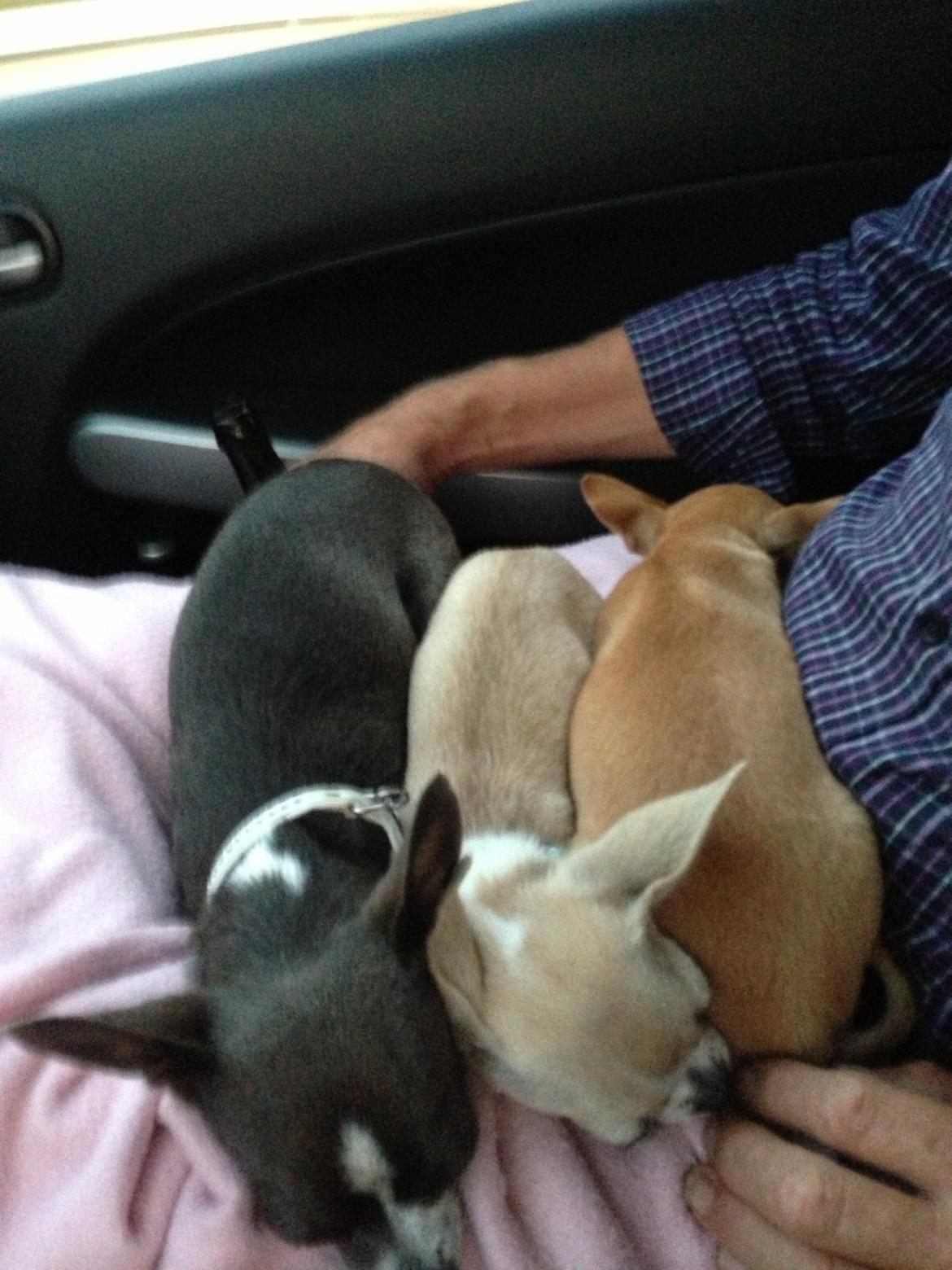 Chihuahua Hector billede 11