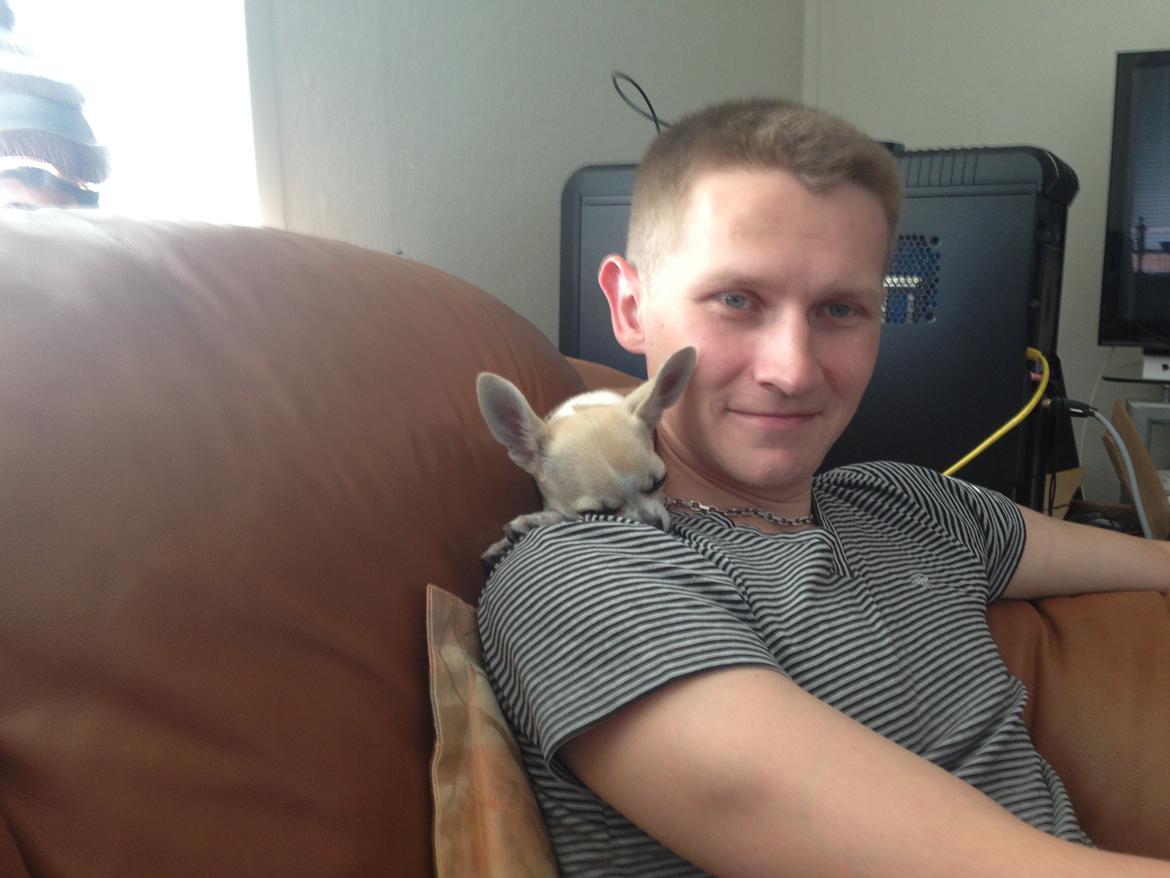 Chihuahua Hector billede 14