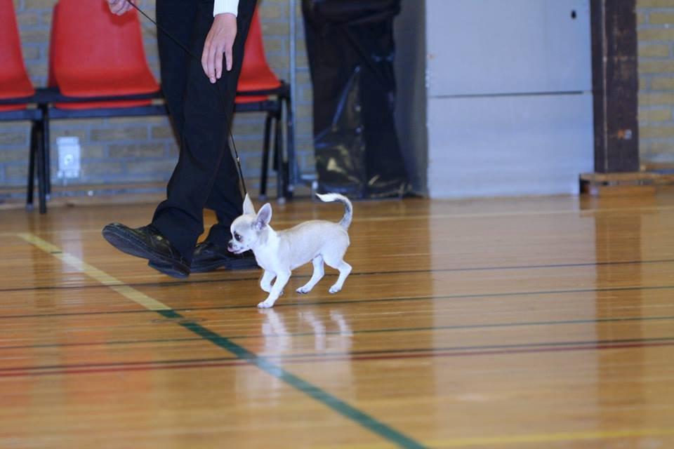 Chihuahua Hector billede 5