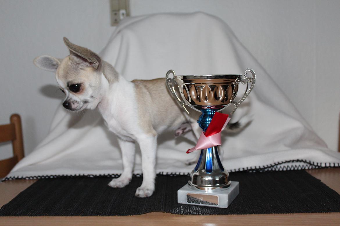 Chihuahua Hector billede 1