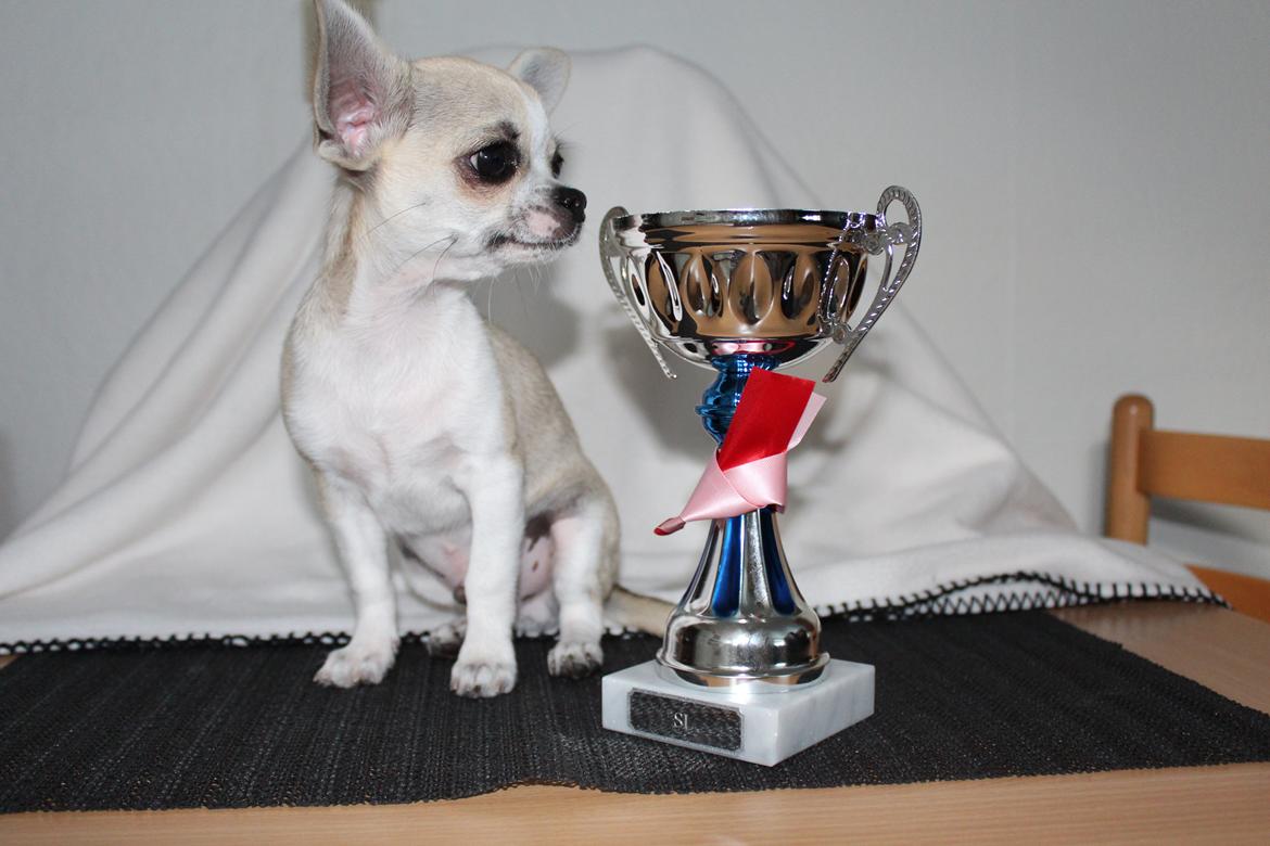 Chihuahua Hector billede 2