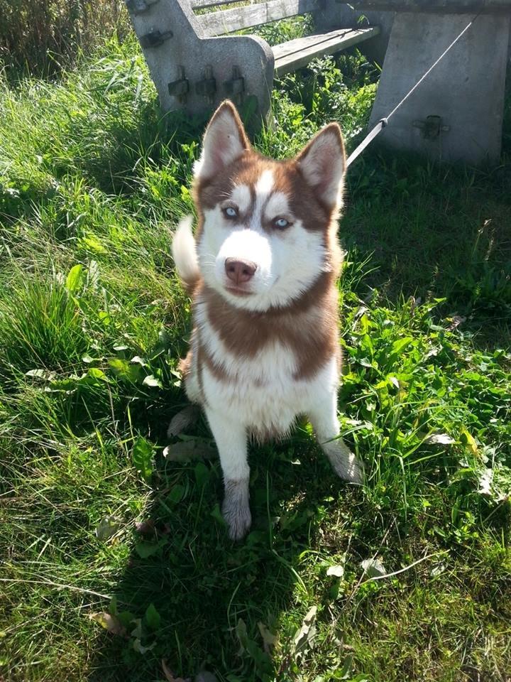 Siberian husky Valder billede 8