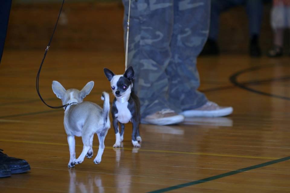 Chihuahua Hector billede 3