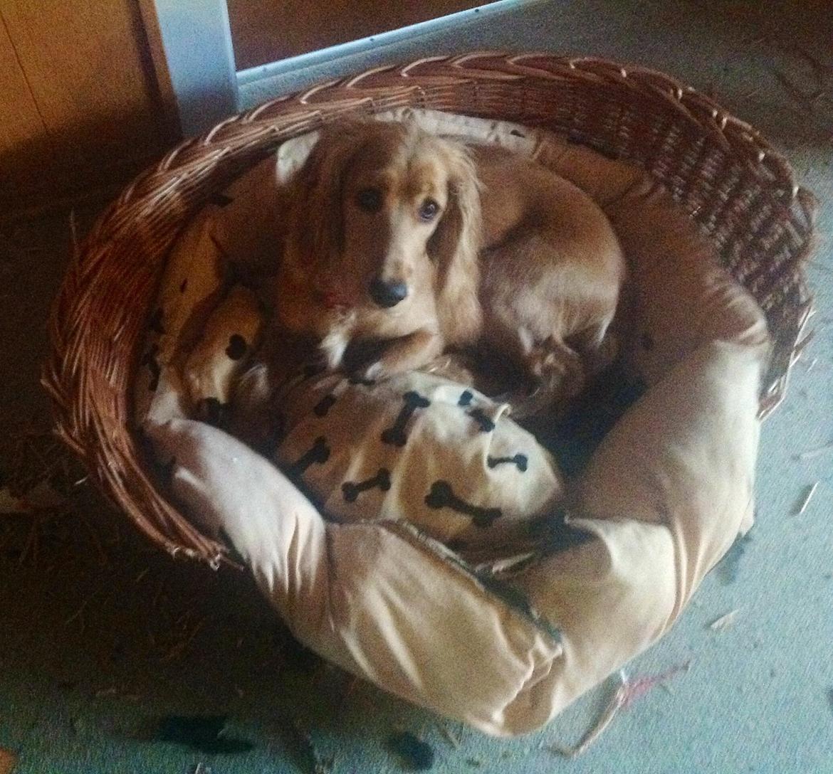 Cocker spaniel Jessica billede 4