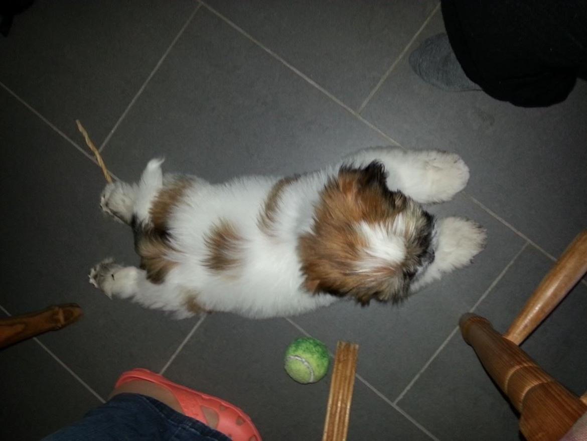 Lhasa apso Bibi Friis  billede 12