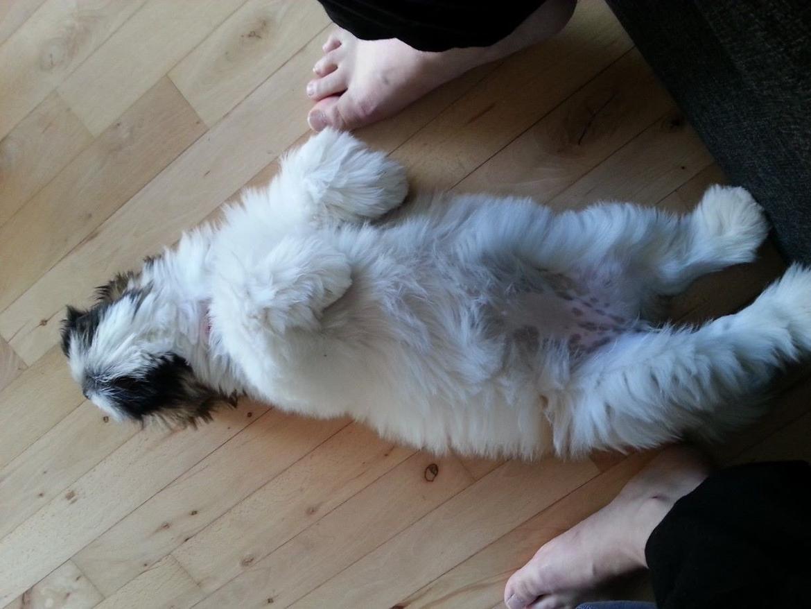 Lhasa apso Bibi Friis  billede 13