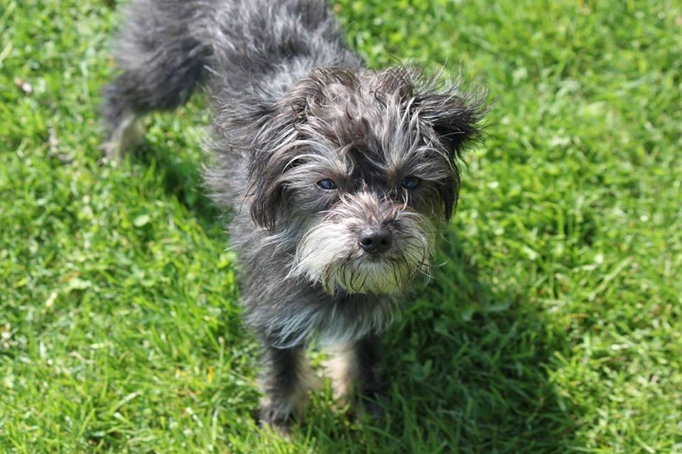 Blanding af racer Nala billede 1