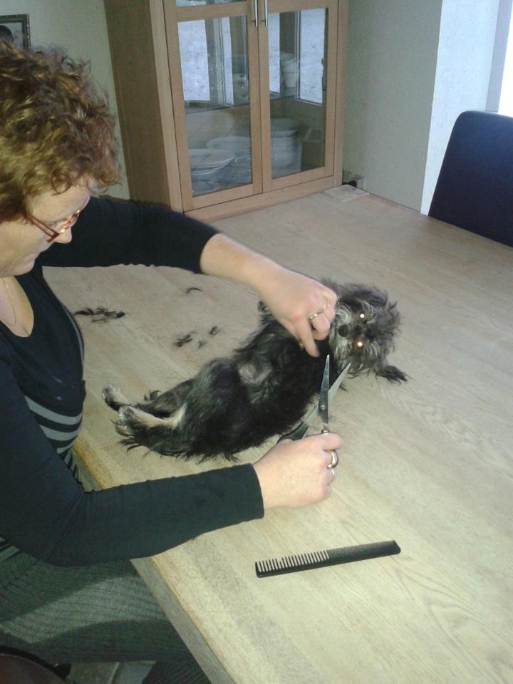 Blanding af racer Nala - Snalle bliver lige klippet :-P billede 2