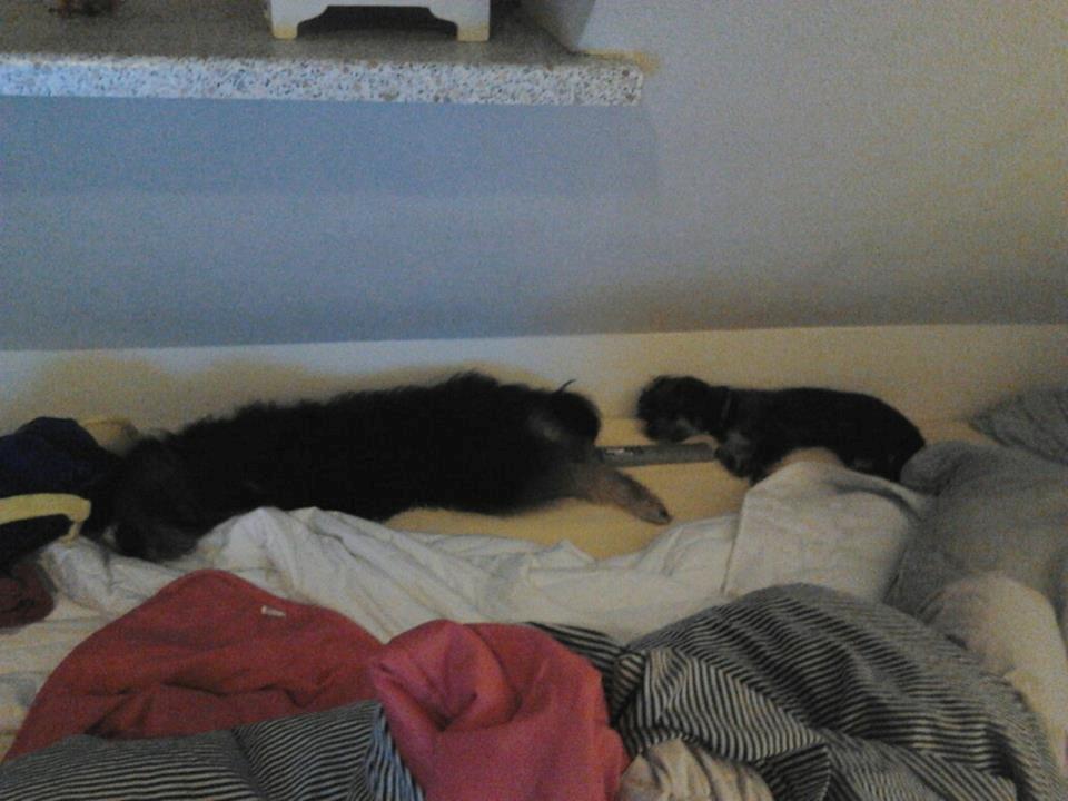 Blanding af racer Nala - Her ligger Nala og hendes helbror og hygger sig :-) billede 3