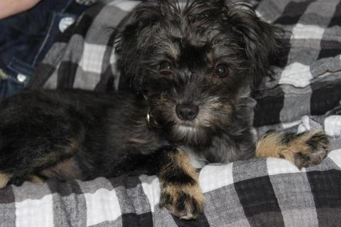 Blanding af racer Nala - Nala et par dage efter vi havde fået hende ;-) billede 4