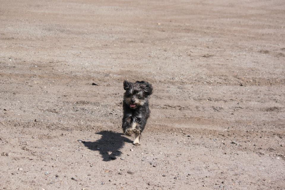 Blanding af racer Nala billede 5