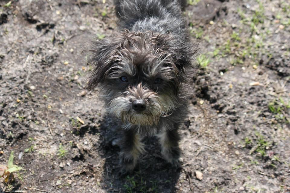 Blanding af racer Nala billede 6