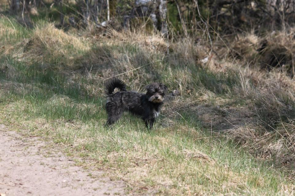 Blanding af racer Nala billede 7