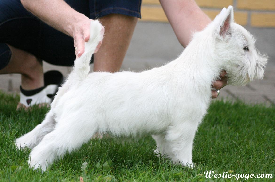 West highland white terrier Hailie billede 30