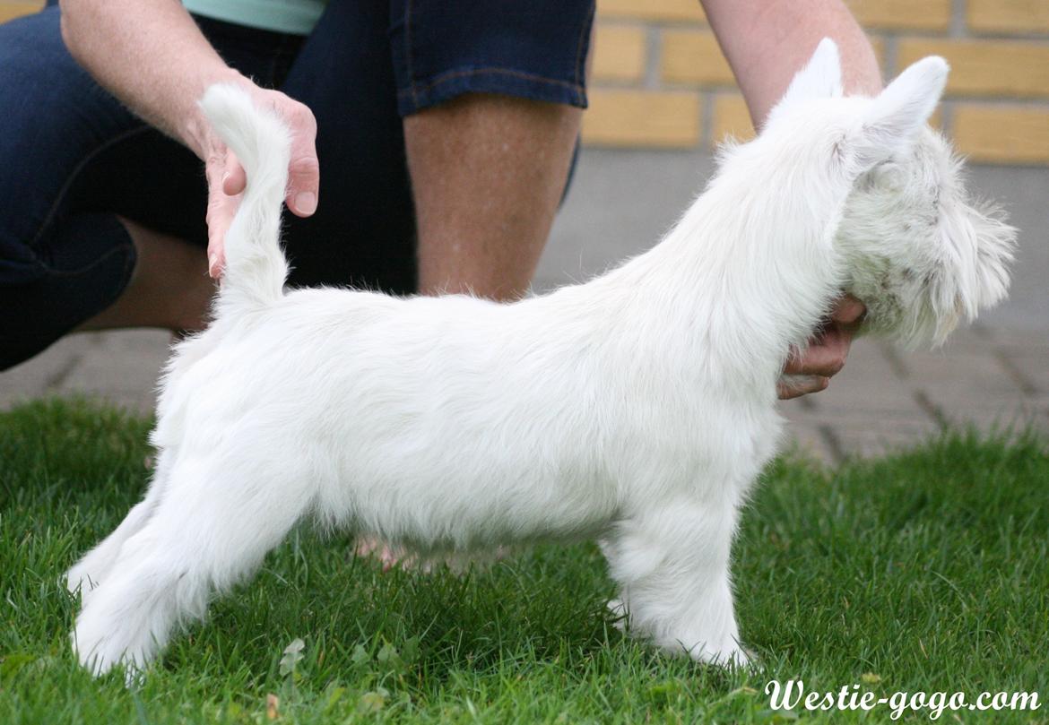 West highland white terrier Hailie billede 31