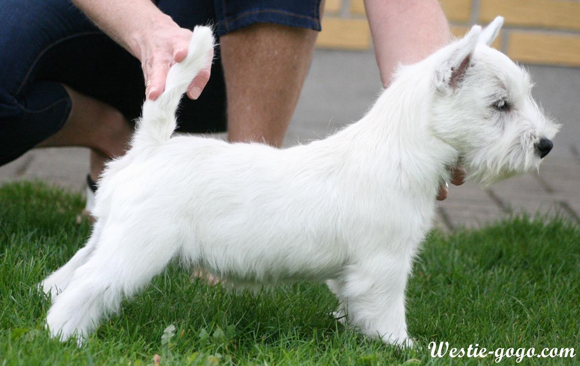 West highland white terrier Hailie billede 32