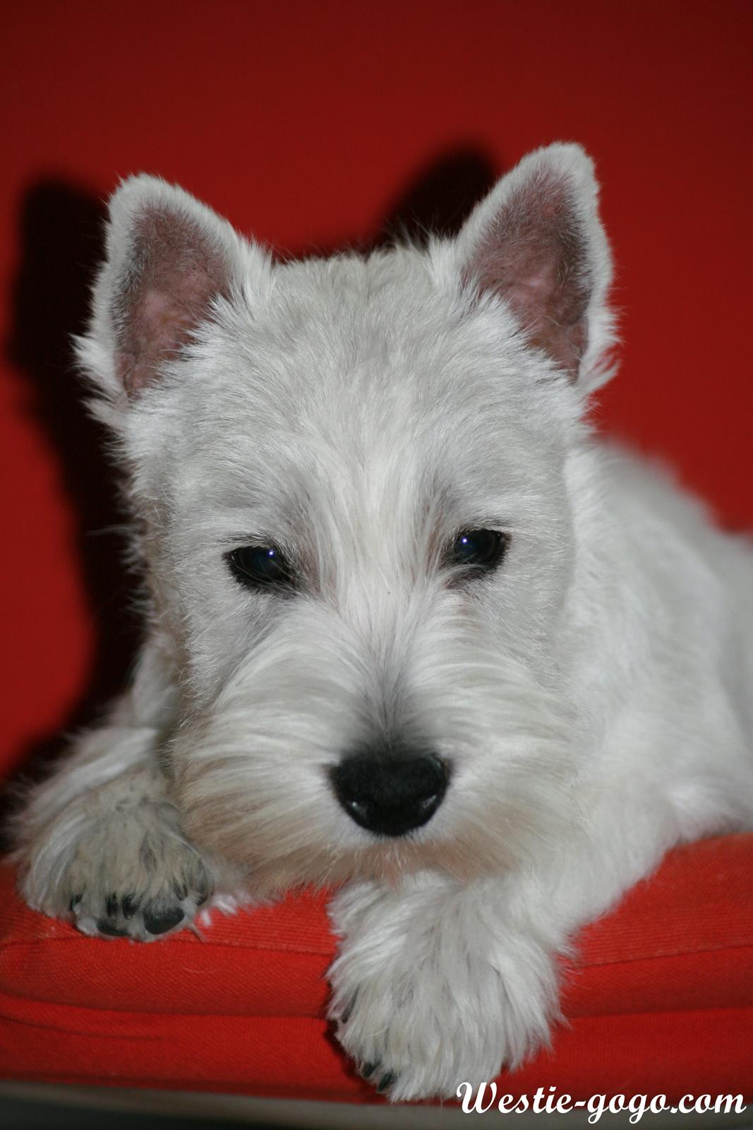 West highland white terrier Hailie billede 35