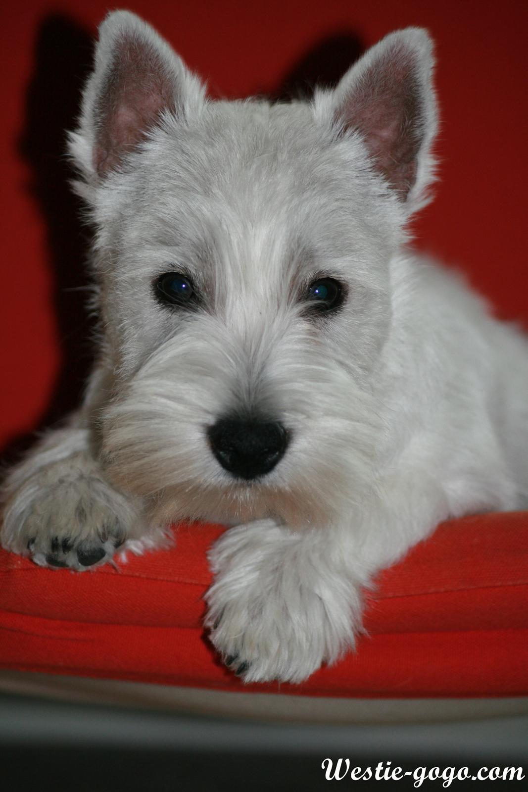 West highland white terrier Hailie billede 36