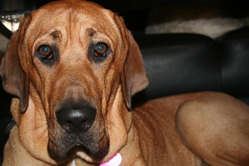 Broholmer Vega billede 12